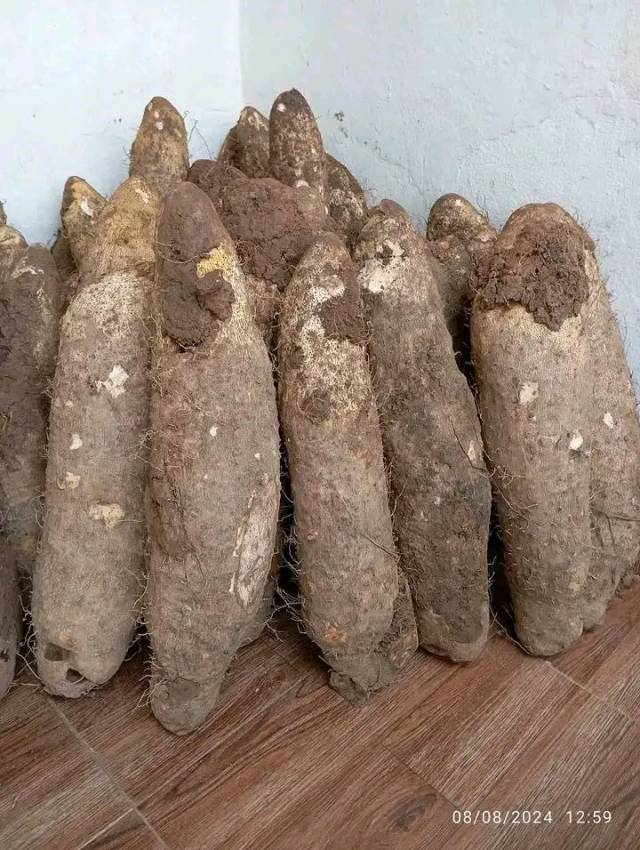 Tuber Of Yam 950