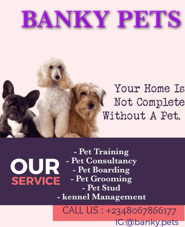 GET YOUR DOG AT BANKY PETS- CALL 08067866177